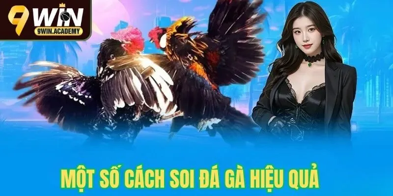 Một số cách soi đá gà hiệu quả